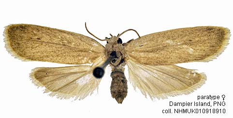 Papua Insects Foundation (Lepidoptera/Erebidae(Arctiinae)/Orieosia ...